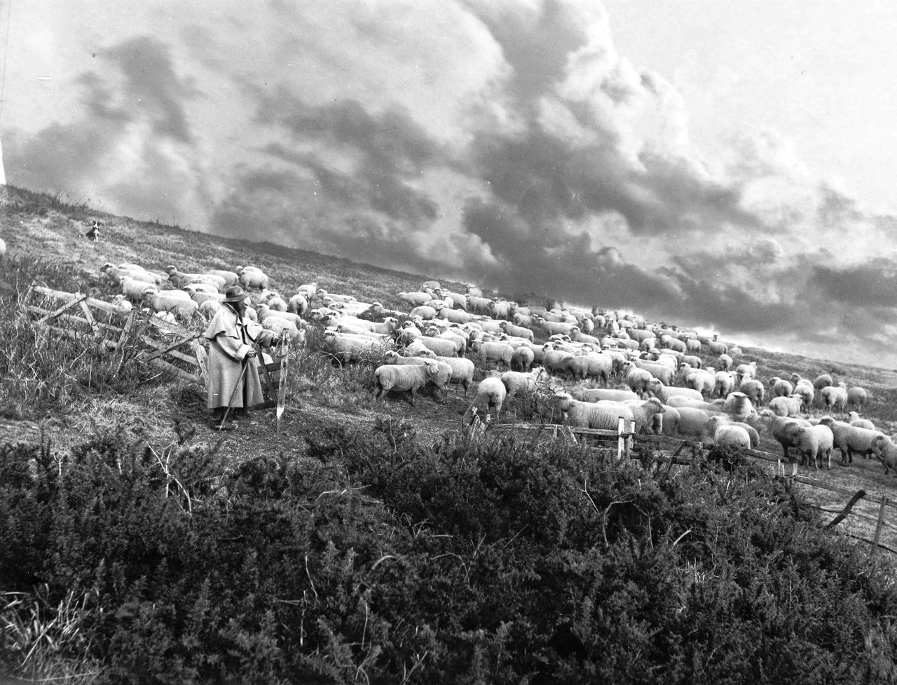 File:A-shepherd-with-his-sheep-at-Fairlight-hills-1890.jpg